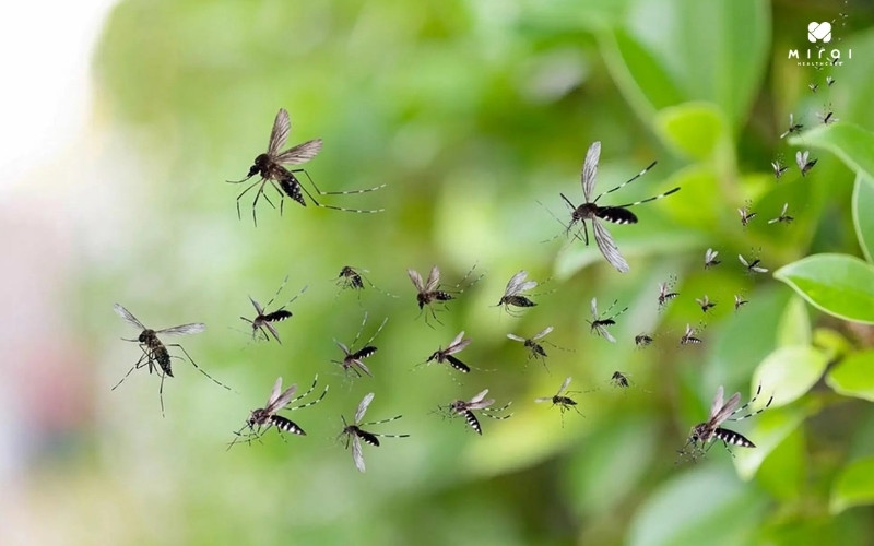 Tiêu diệt muỗi là cách tốt nhất để phòng ngừa sốt xuất huyết