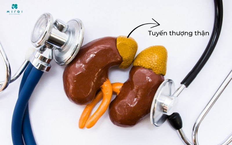 xet-nghiem-cortisol-de-danh-gia-chuc-nang-tuyen-thuong-than