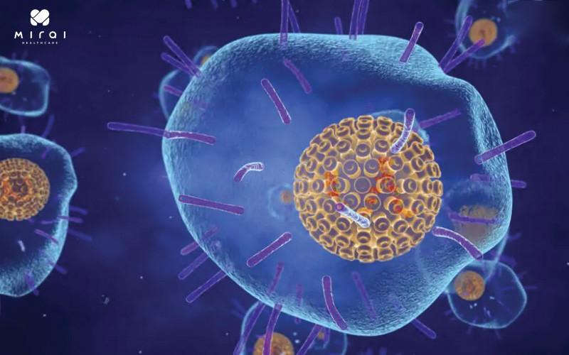 Virus Varicella Zoster gây bệnh thủy đậu