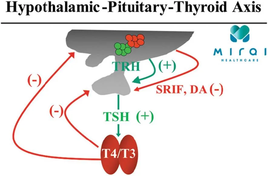 hormone-cua-truc-hpt-ft3-ft4-tsh