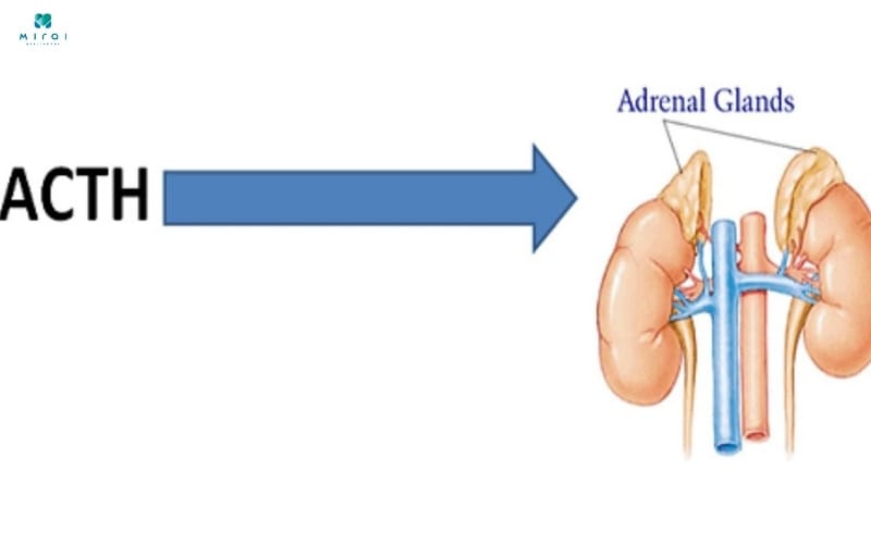 ACTH tăng cảnh báo bệnh Addison