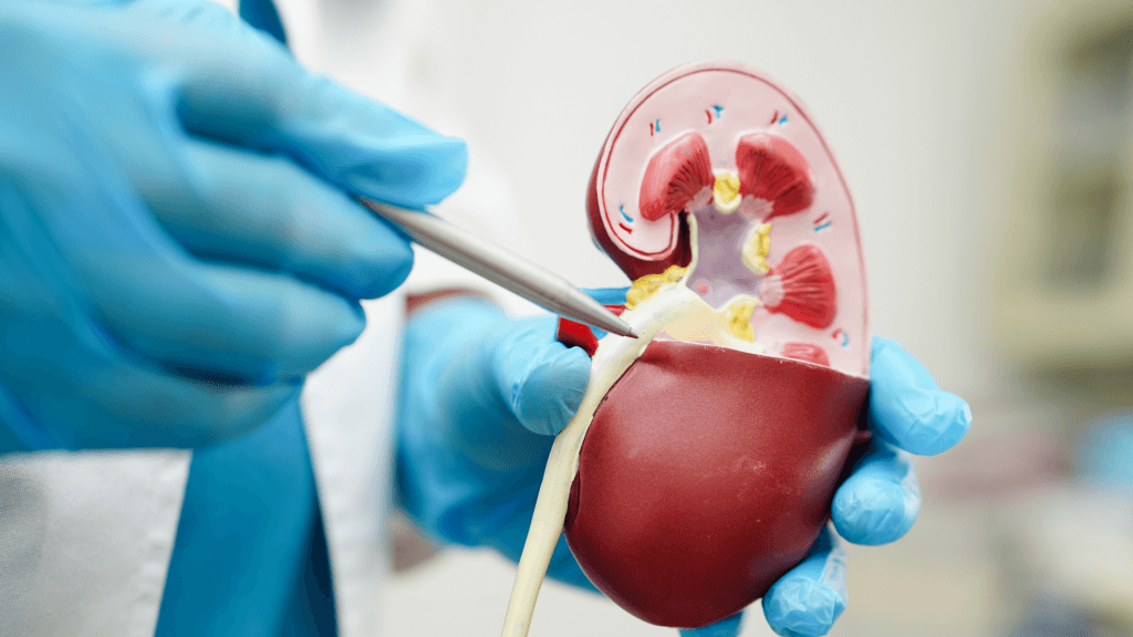 Xét nghiệm creatinin niệu giúp đánh giá chức năng thận